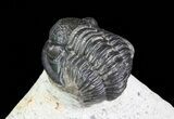 Bargain, Gerastos Trilobite Fossil - Morocco #69111-5
